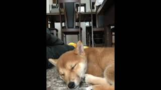 #柴犬#豆柴豆吉　熟睡中なのに起こさないで！mamekichi is in deep sleep