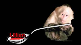 Capuchin Monkey EATS  with a  SPOON  LL  (#207)