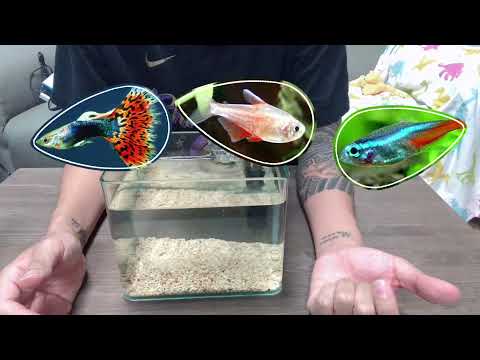 養魚是什麼意思
