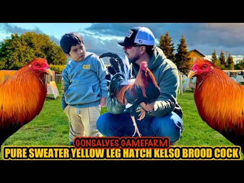 Pure Sweater Yellow Leg Hatch Kelso Brood Cock ~ GONSALVES GAMEFARM