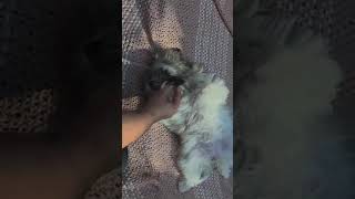 Video preview image #1 Shih Tzu Puppy For Sale in Weston, FL, USA