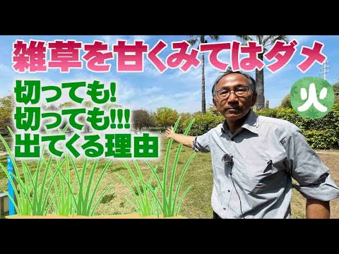 庭によくある雑草を見分ける方法 写真のカタバミ
