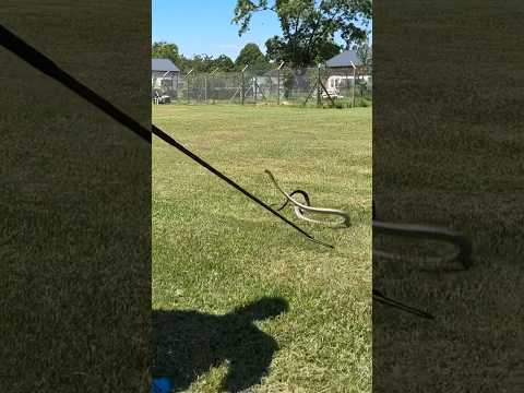 The speed of the black mamba!!!