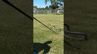 Download lagu The speed of the black mamba!!! mp3 Download lagu The speed of the black mamba!!! mp3