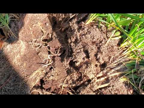 Ants Living Under a Rock in Brick, NJ