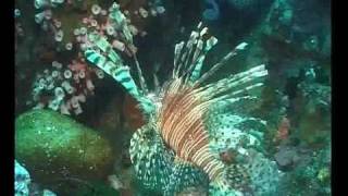 preview picture of video 'the lion fish with its poison sting'