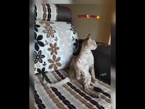 Cat enjoying Carnatic music - can you guess the ragam and song?