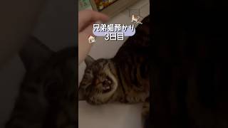 預かり猫3日目、だいぶ我が家に慣れてきました#猫 #預かり猫 #猫のいる暮らし #猫vlog #shorts