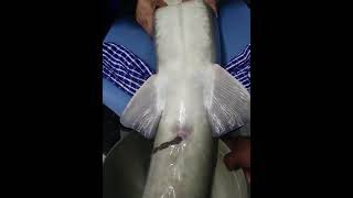 No Kill Caviar Stripping KC® Caviar LTD