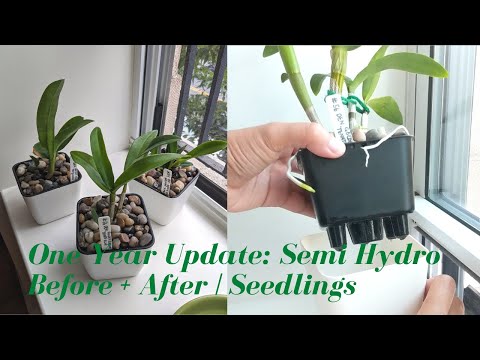Using Semi Hydroponics to Grow Orchids | 1 Year Update: Pros & Cons + Before + After of Grow System