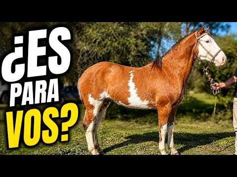 Caballo Overo Gateado en Venta | Manso, Doma de Trabajo y Listo para el Campo 💸 $5.500.000