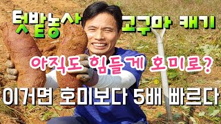 이거 하나면 누구나 쉽게 힘 안들이고 고구마 캔다 텃밭농사 아직도 호미로 캐나요?sweet potato pi…