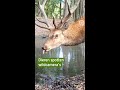 Wow, dit krijg je als dieren in een wildcam kijken!