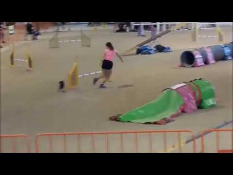download lagu mp3 mp4 Dog Agility Auckland, download lagu Dog Agility Auckland gratis, unduh video klip Dog Agility Auckland