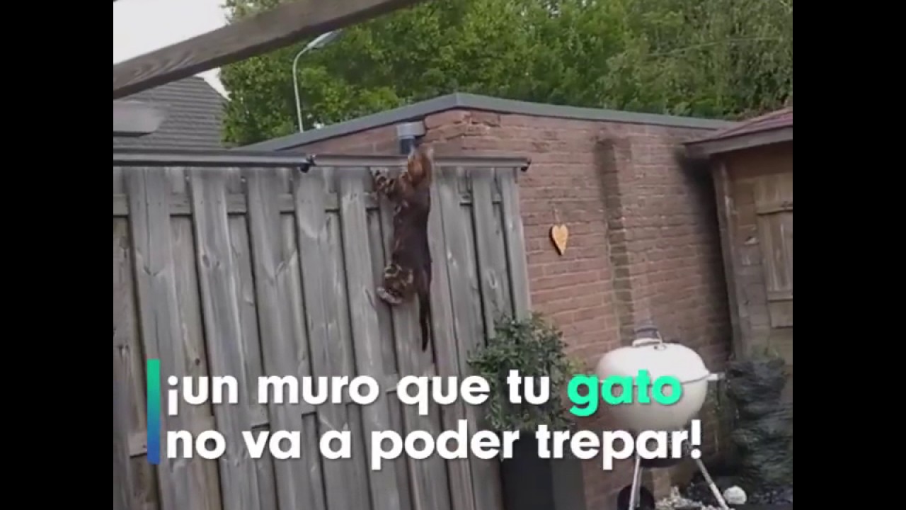 Con este invento tu gato nunca saldra de el patio de tu casa.