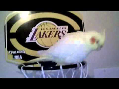 Cockatiel playing with rope