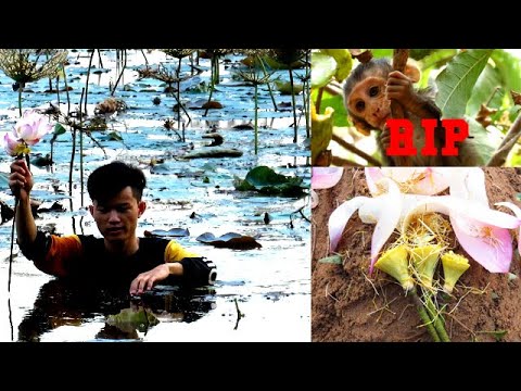 Update: Good bye my princess Bellona