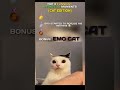 Top 3 Funniest Medazelli Cats