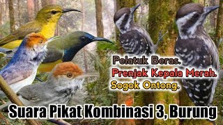 Download lagu Suara Pikat Burung Pelatuk Beras. Prenjak Kepala Merah. Sogok Ontong. PALING TOP.. mp3