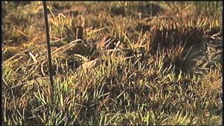 Os riscos das queimadas - Jornal Futura - Canal Futura