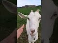 Petting goat￼