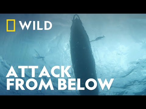 Man Vs Shark | When Sharks Attack 360 | National Geographic Wild