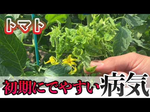 黄色の葉、植物、苗、トマト、病気の治療、天然肥料をカットする必要がありますか?