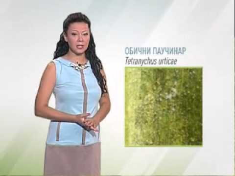 Zelena prognoza 14.8.2015. - O običnom paučinaru