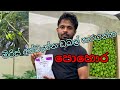 නයි මිරිස් මල් එන කාලයට යෙදිය යුතු පොහ