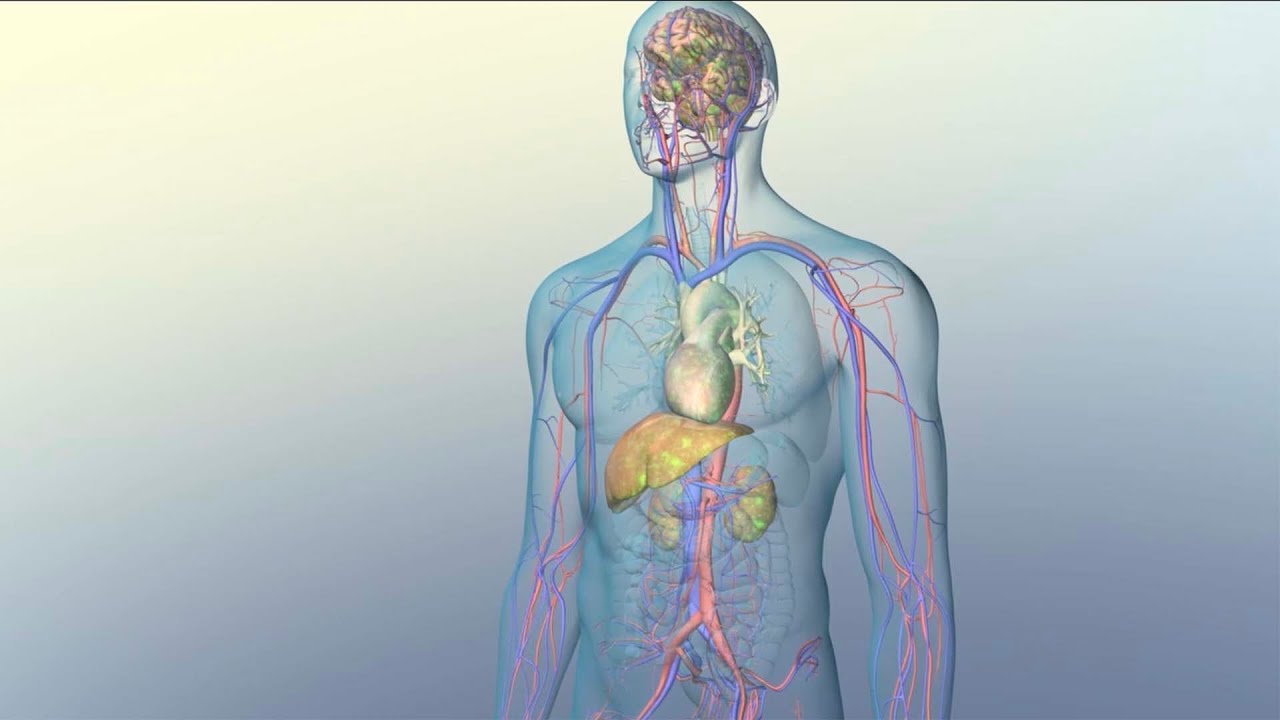 How Medications Reach Their Target Sites Within Your Body