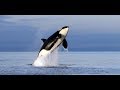 BBC wildlife documentary - Killer Whales - National geographic documentary