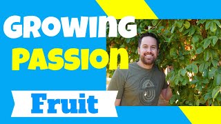 Growing Passion Fruit Vine