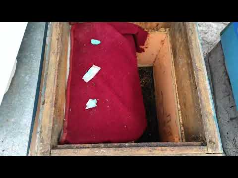 Спасаю слабые отводки даю рамки с мёдом.Первая весенняя ревизия перед облетом. #Спасаю_пчёл