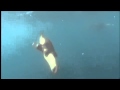 Dolphins The Wild Side