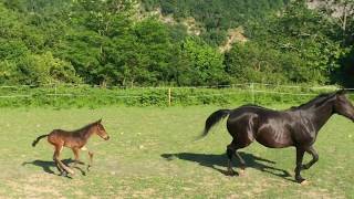 S'ostina - FondazioneFerretti