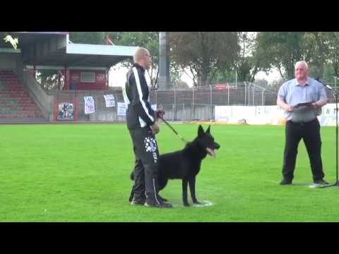 Titus z Kraje Karla IV - SV Bundessiegerprüfung 2017 - C