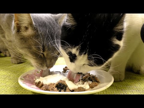 Asmr Cats eating sour cream fish asmr | Animal asmr 242
