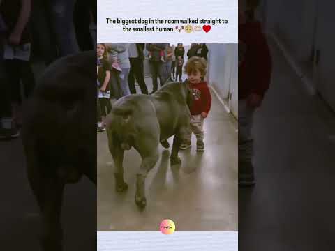 The biggest dog in the room walked straight to the smallest human.😍