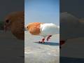 Pigeon Flying Kabootar Ki Video Kabootar Shorts Short Youtubeshorts