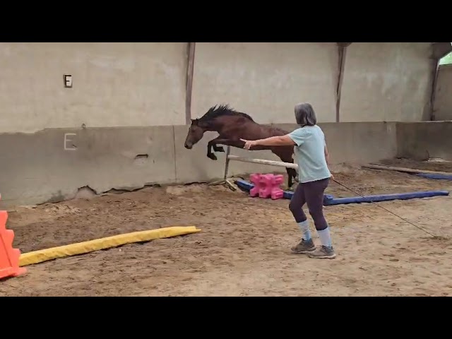 PONEY FRANCAIS DE SELLE