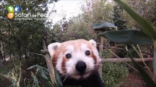 preview picture of video 'Panda roux au Safari de Peaugres'