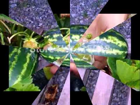 J AX IL CILE MARIA SALVADOR MULUNA