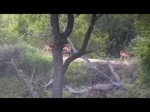 Djuma: Impalas on the dam wall - 07:28 - 02/16/2022