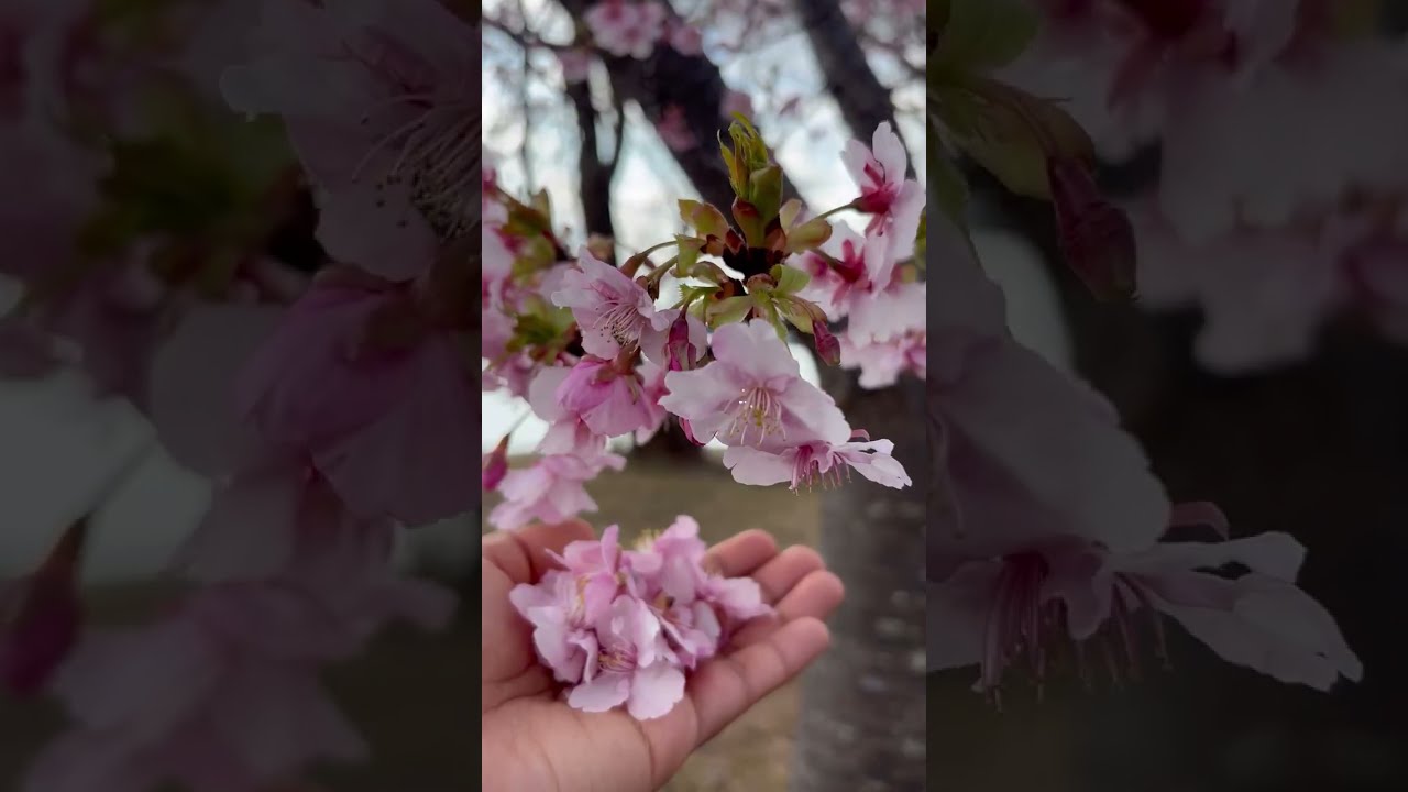 ജപ്പാനിൽ ചെറി പൂത്തെ | Japan Malayali #lifeinjapan