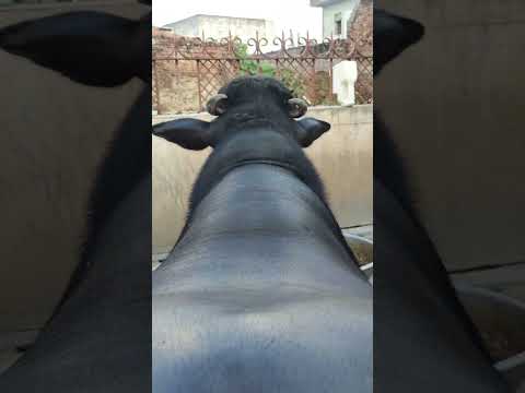 Mera Star Putt Badal 3 💪👑🥇🎖️🏆