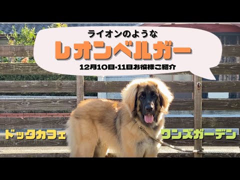 Ein Bernhardiner steht auf einem Berg