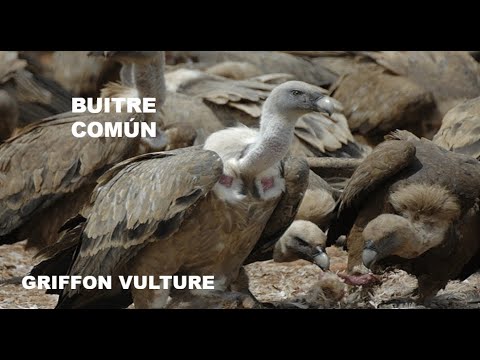 BUITRE COMÚN | GRIFFON VULTURE | Gyps fulvus