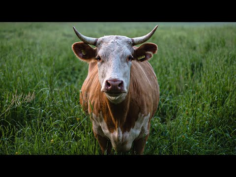 The Case For Eating Better Meat - Diana Rodgers | Modern Wisdom Podcast 244