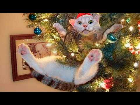 Funny Christmas Animal Videos – Cats and Dogs on Holidays 🎄🐱🐶