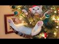 Funny Christmas Animal Videos Cats And Dogs On Holidays